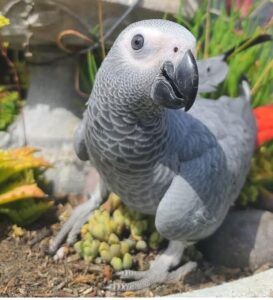 Baby African Grey parrot for sale