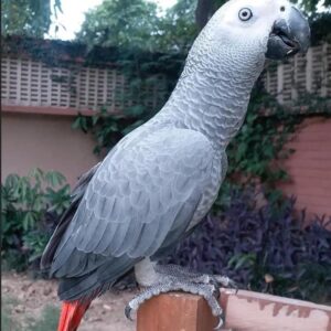 African Grey Parrot for sale