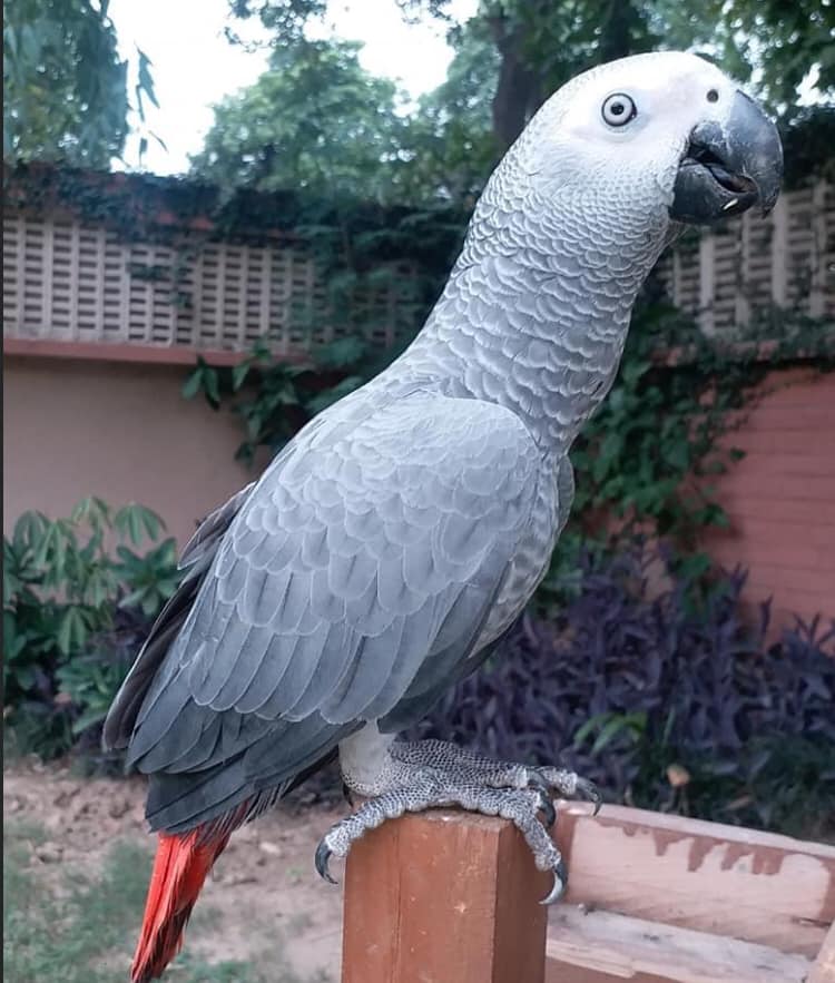 African Grey Parrot for sale