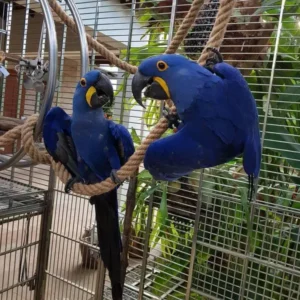 Hyacinth Macaw parrots for sale