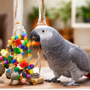  Baby African Grey parrot for sale