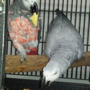 African Grey Parrots for sale