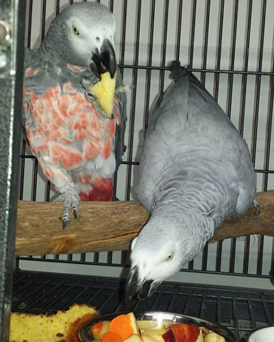 African Grey Parrots for sale