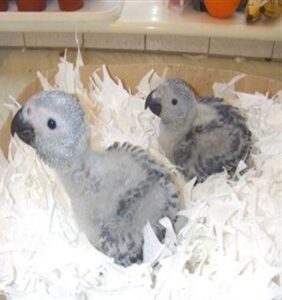 African Grey Parrot For Sale Near Me