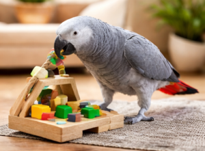 African Grey parrot for sale