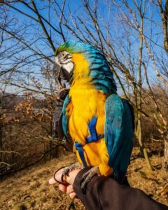 macaws and parrots for sale.