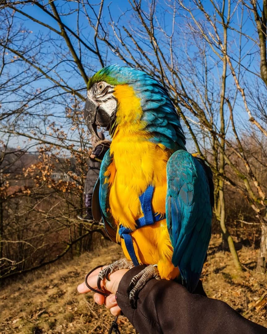 macaws and parrots for sale.