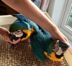 Macaw Parrot For Sale