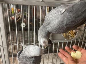 African Grey Parrot for sale