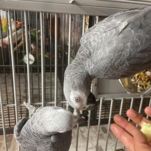 African Grey Parrot for sale