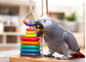 For Sale African Grey