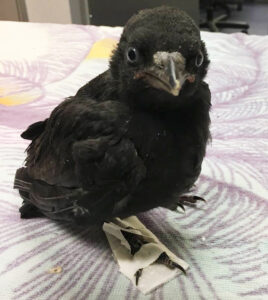 Raven for sale