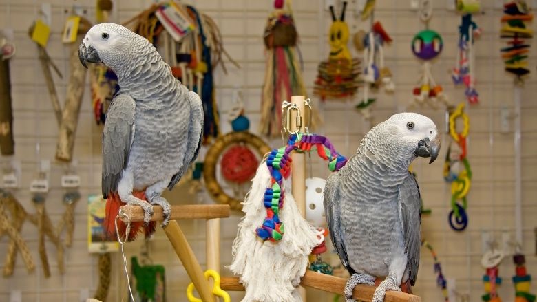 African Grey Parrots for Sale