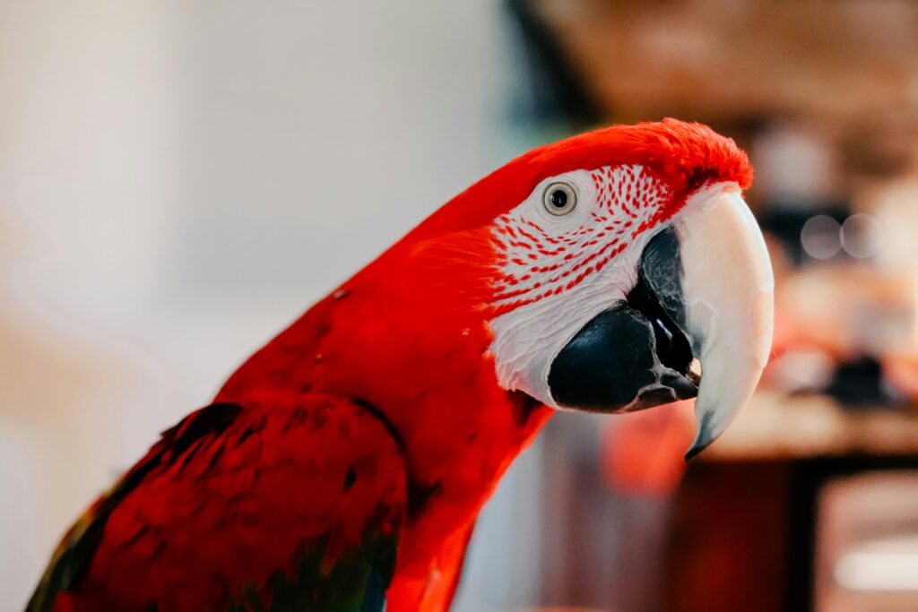 Exotic Parrots for Sale