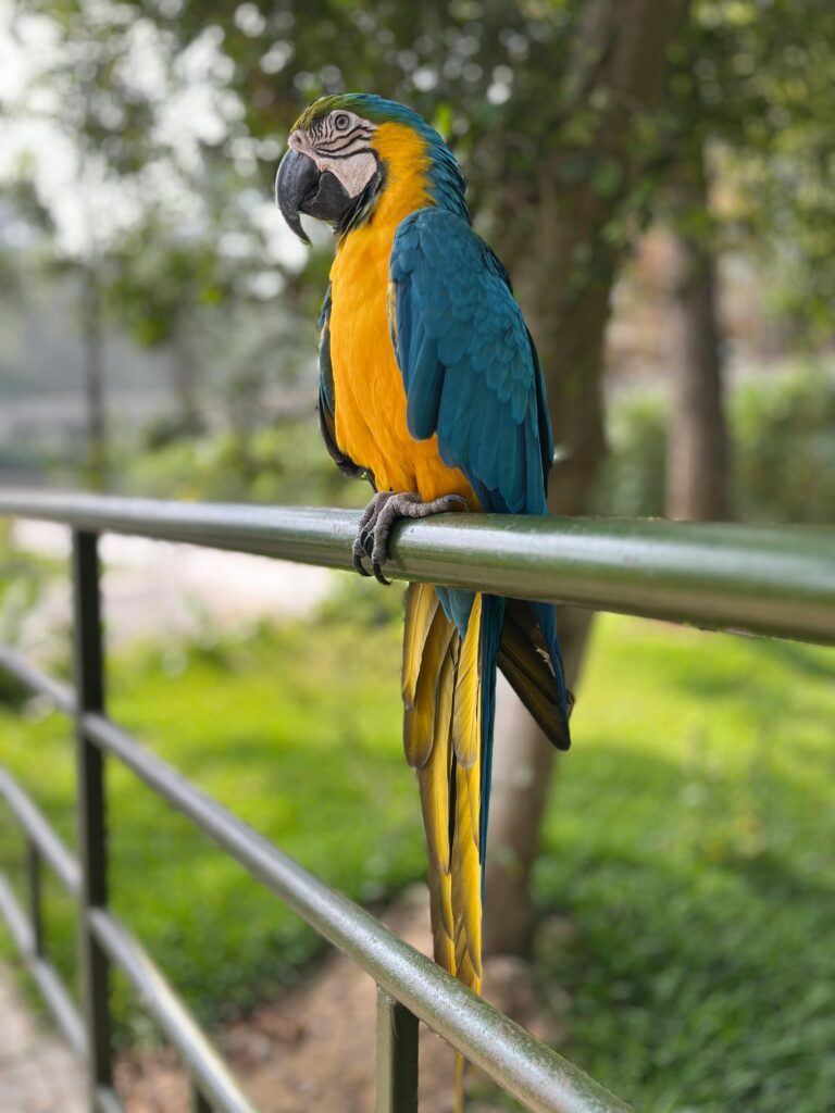 A colorful blue and gold macaw perching on a metal railing in a lush green park. Perfect for wildlife enthusiasts.