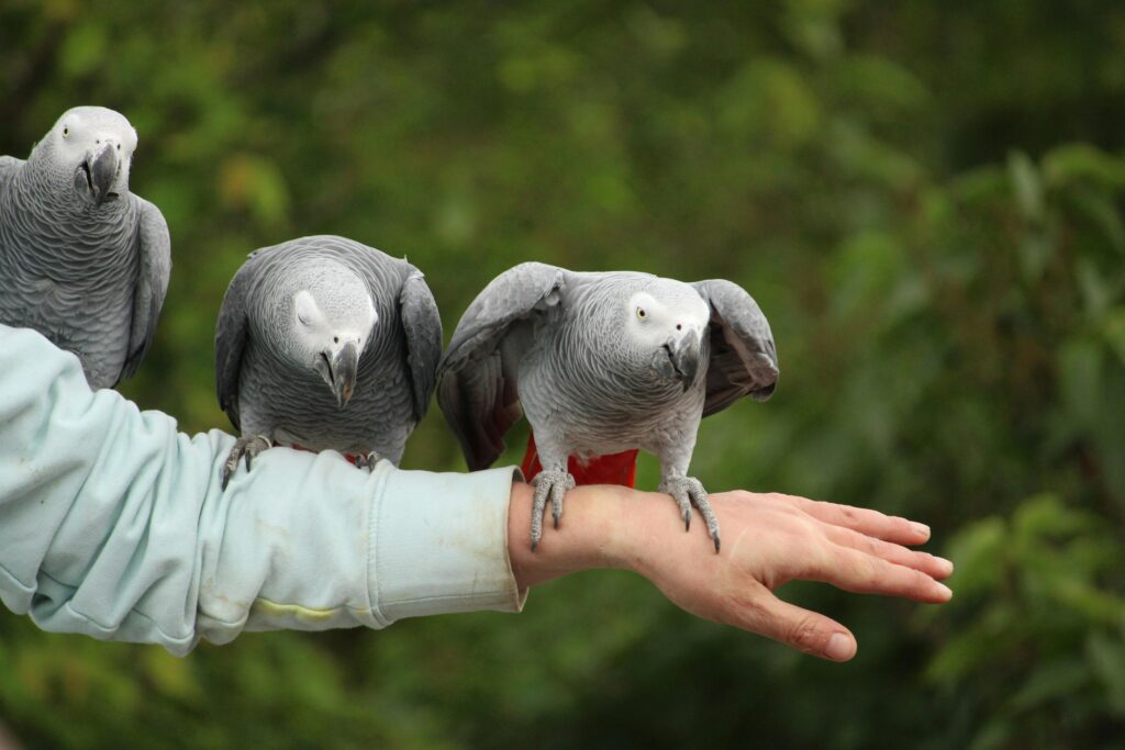 Buy Pet Parrots Online