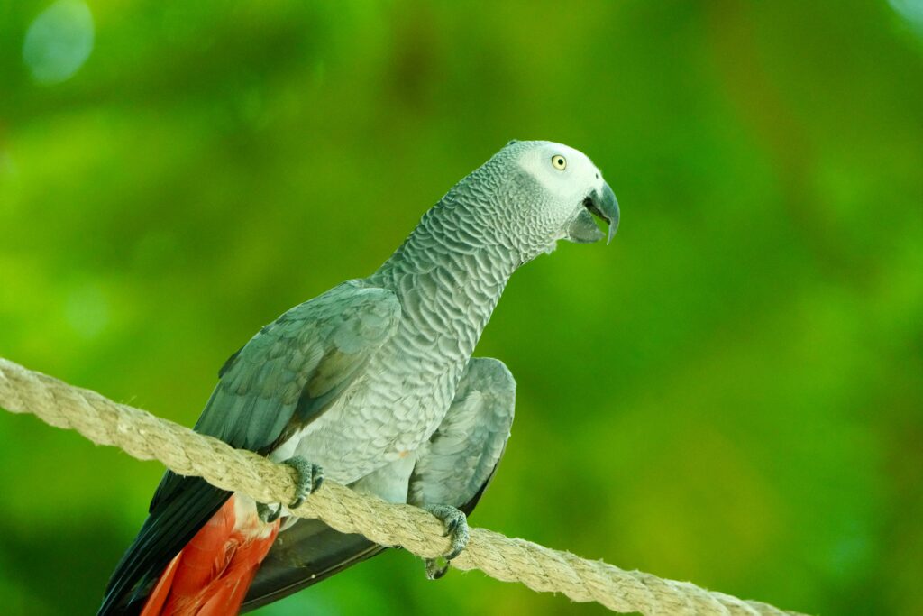 A striking grey parrot with bright eyes perched on a rope against a vibrant green background.