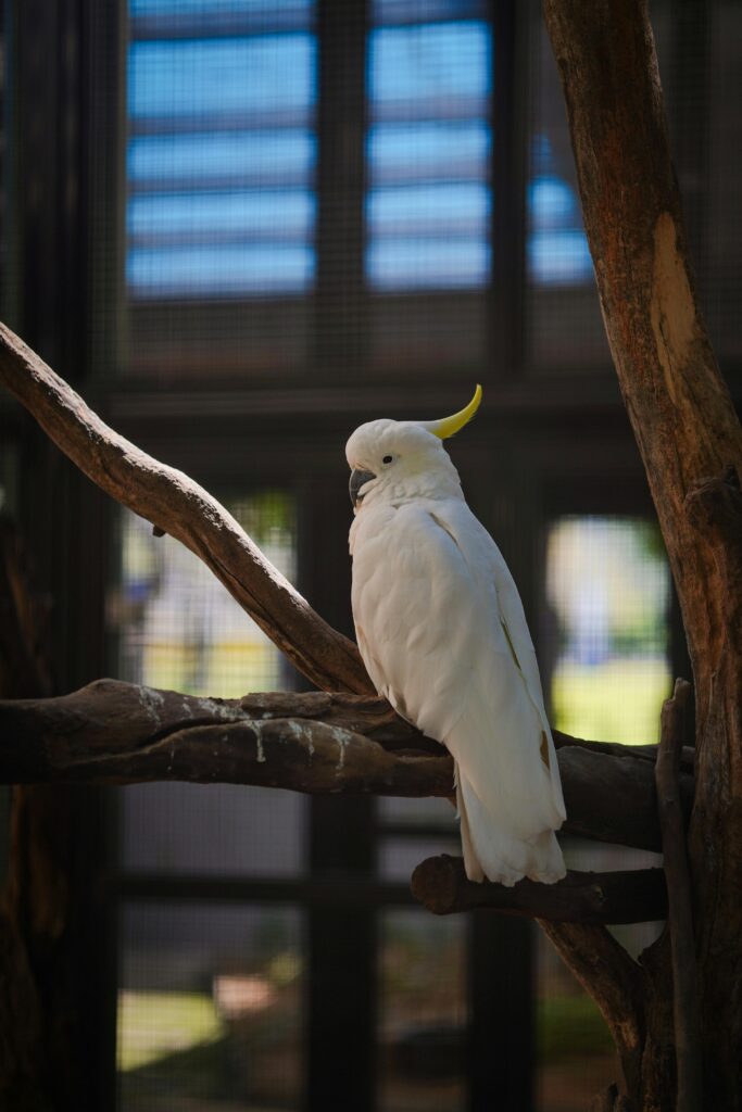 Stunning white cockatoo with a yellow crest resting on a branch indoors.
