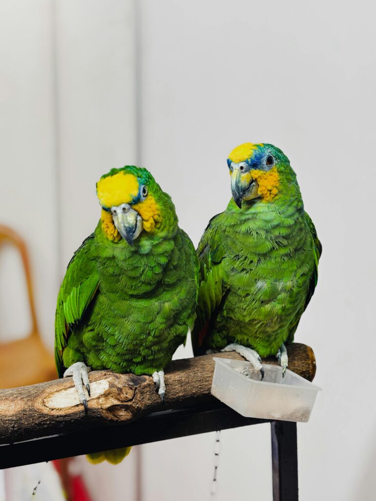 affordable parrots for sale