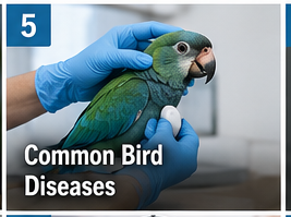 Common Parrot Diseases