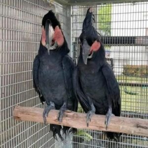 Palm Cockatoo for sale