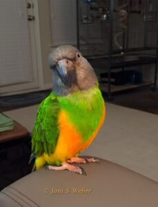 Senegal Parrot for Sale | Complete Buyer Guide