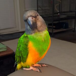 Senegal Parrot for Sale | Complete Buyer Guide