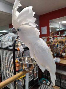 Umbrella Cockatoo