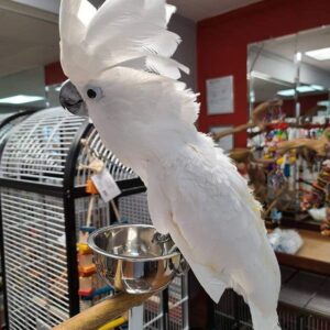 Umbrella Cockatoo