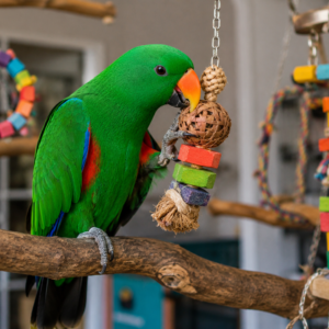 Eclectus Parrot for Sale